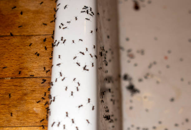 Best Pest Inspection Near Me  in Missoula, MT